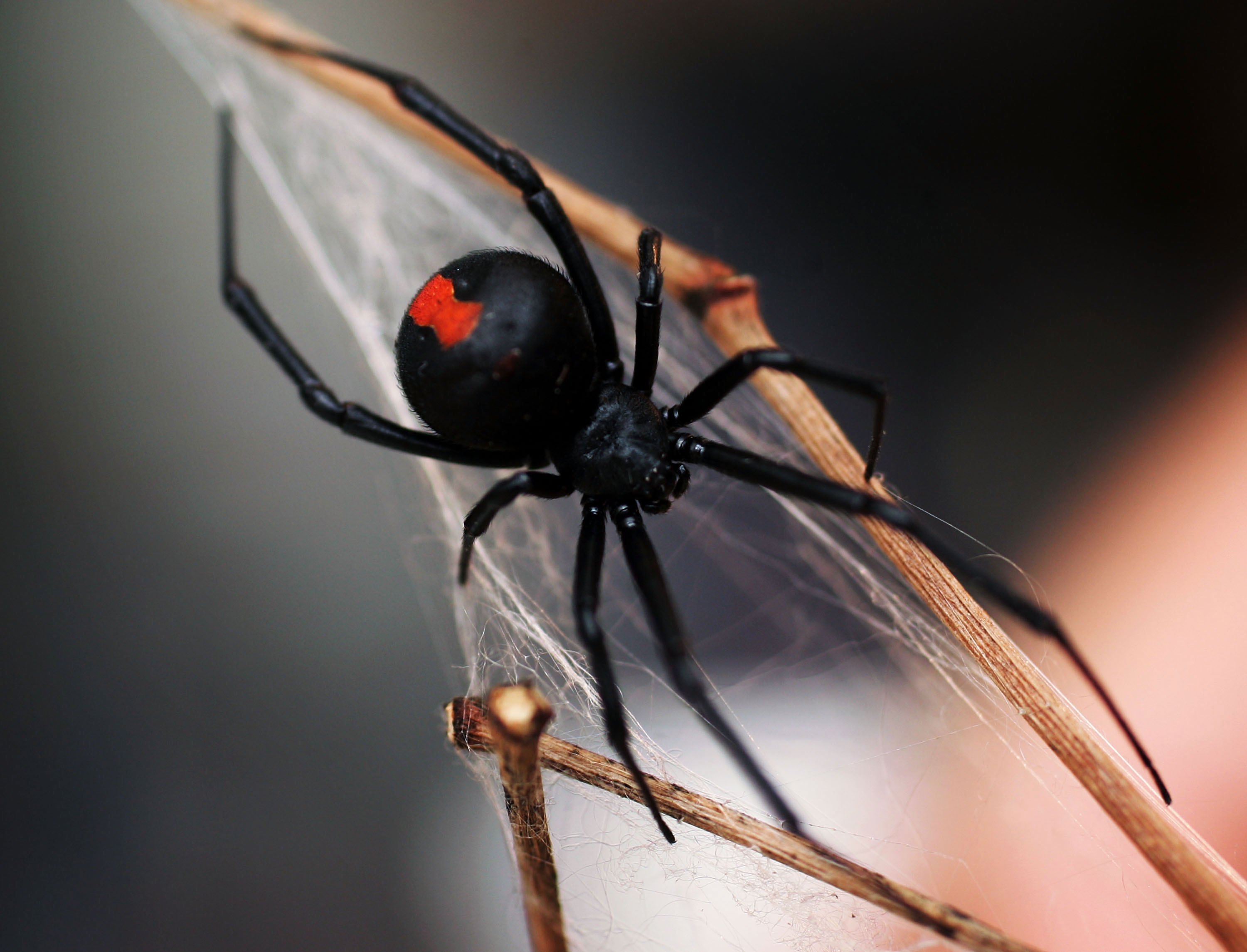 Black Widow Spider Leaves Traces of DNA Material in its ...