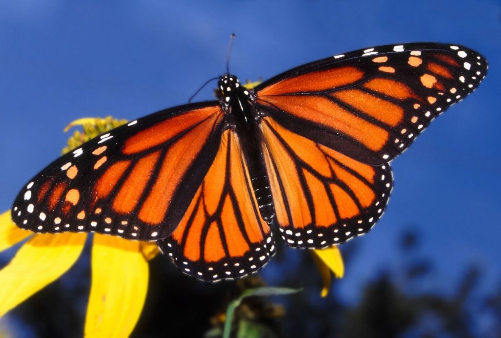 Falling Number of Monarch Butterflies Worries Conservationists