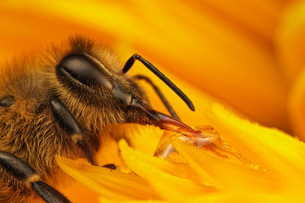 Bees Are Drawn To Pesticides In Nectar