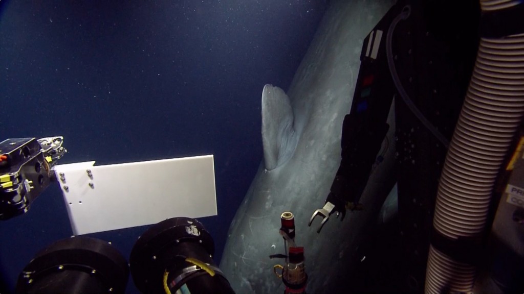 ROV Receives Surprise Visit From Sperm Whale