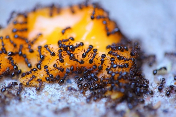 ants-eating-leftover-cheese