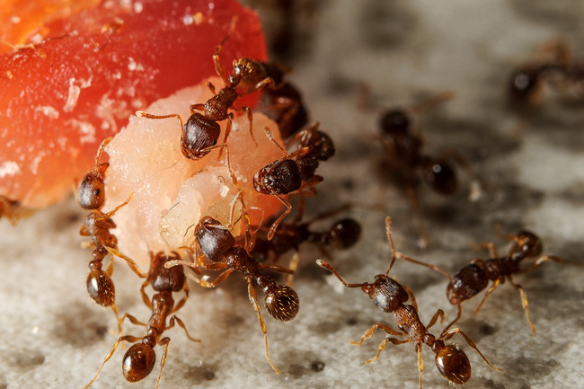 Group Of Ants On Piece Of Food