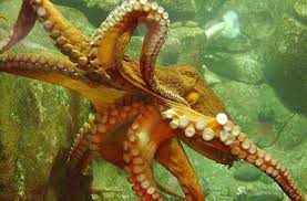 The Octopus Uses Its Skin To Detect Light