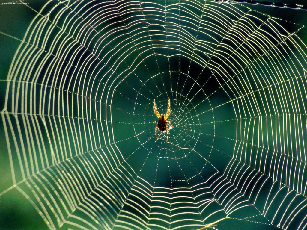spider silk is the strongest fiber