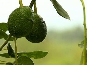 "avocado fruits"