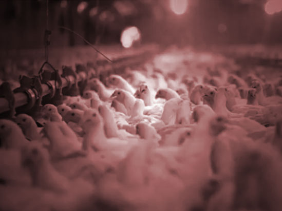 alt="45 million egg-laying hens died of bird flu"