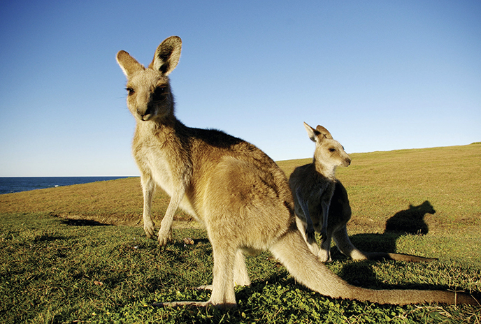 Kangaroos Prefer Their Evil Side