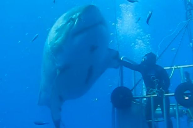 Largest Ever Great White Shark Caught on Tape
