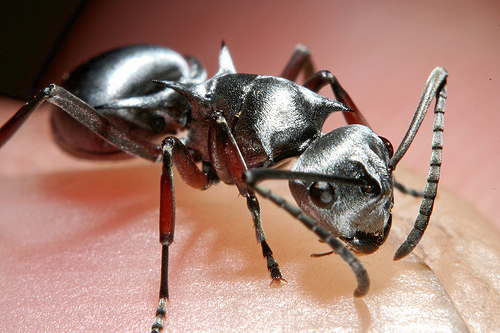 Metallic Armor Lets Ants Survive