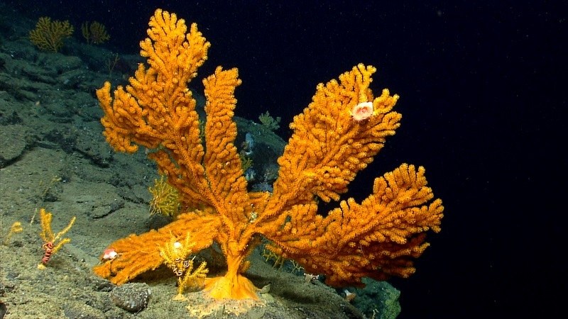 Mid-Atlantic Corals