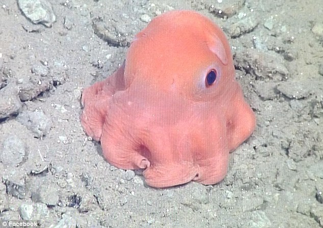 New Octopus Species