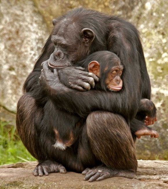 Species Act Protection Now Broadens to Include All Chimpanzees