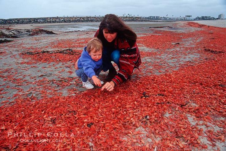 Tiny Red Crabs