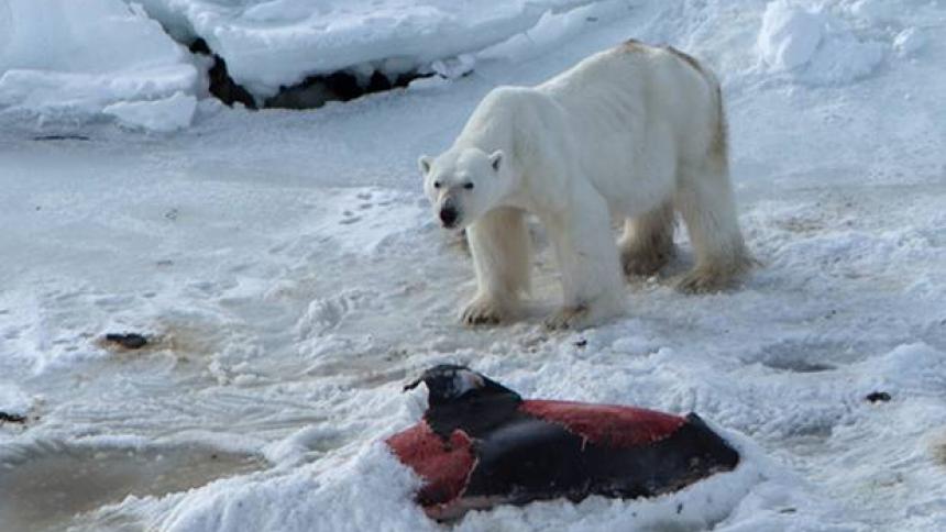 polar bear diets expand
