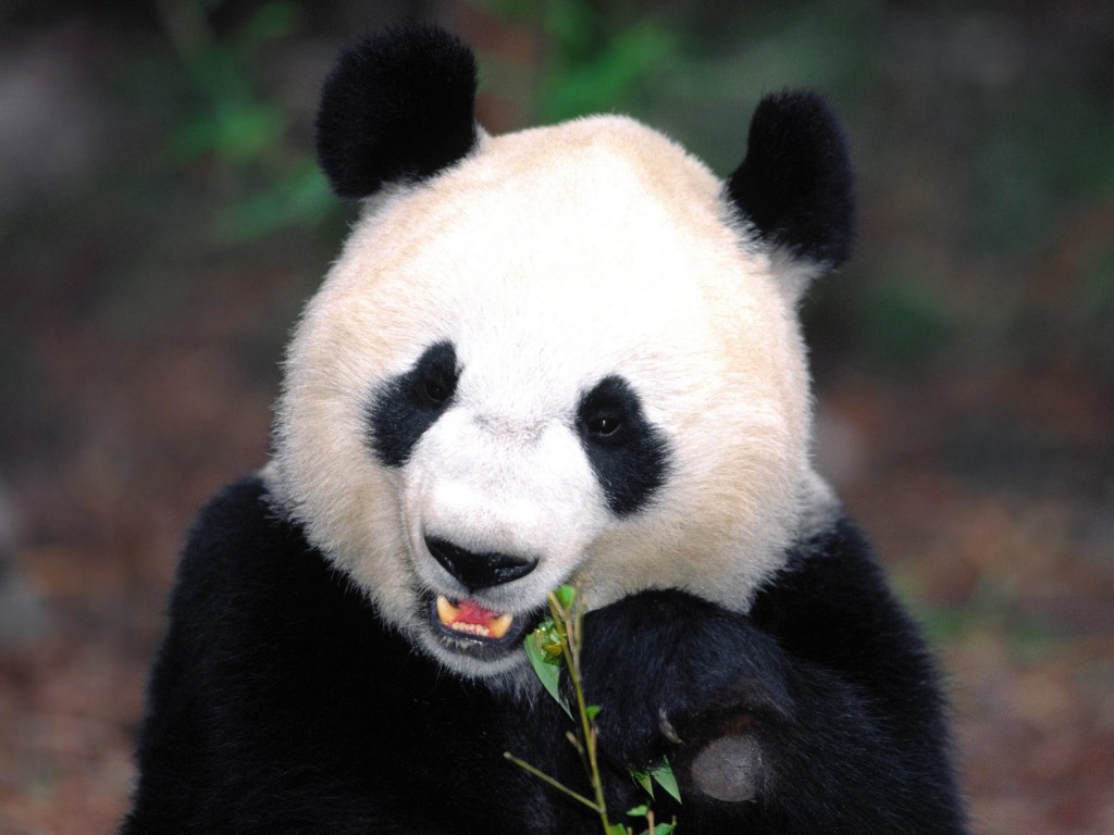 Bamboo Diet In Giant Pandas