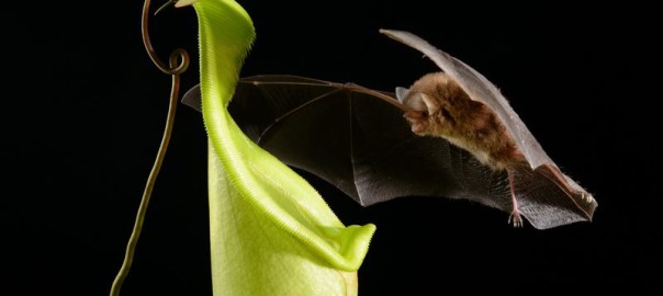 "bat carnivorous pitcher plant"