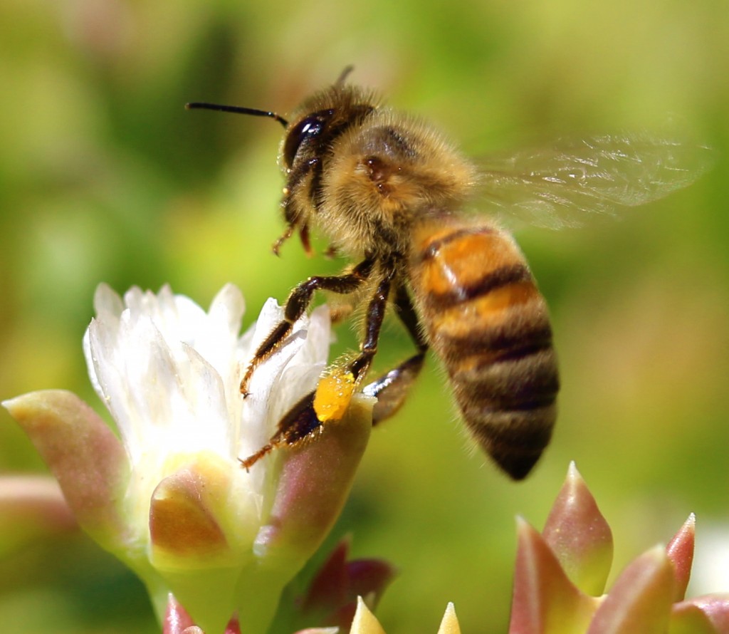 "bees danger massachusetts pesticides neonicotinoid"