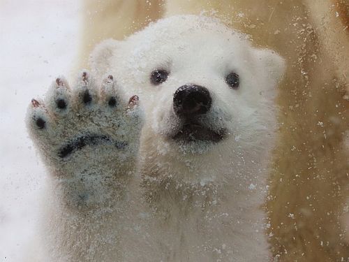 Polar Bears Will Die