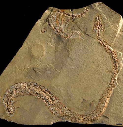 "Scientists Have Identified a Four-Legged Snake Fossil in Brazil"