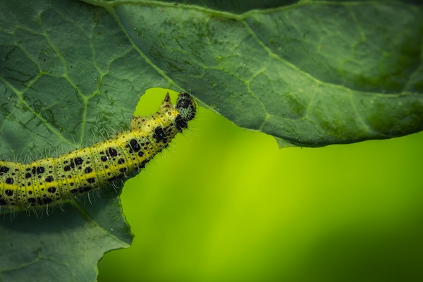 "caterpillar eating mustard plant"