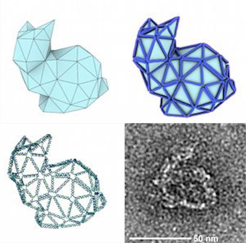 "origami dna bunnis strands structures 3d printed"
