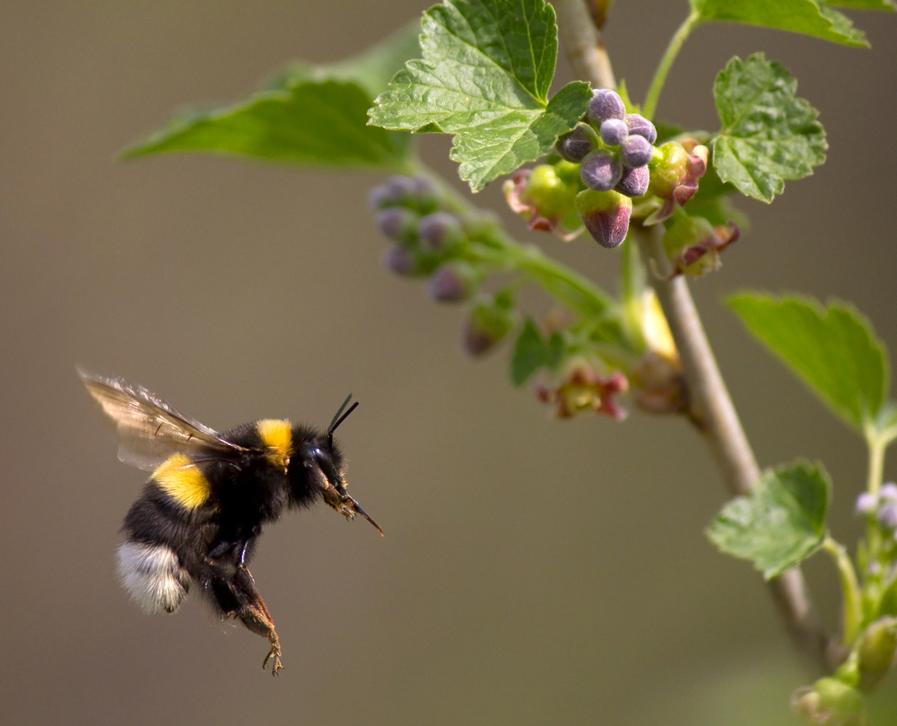 Global Warming Is Killing Bumblebees