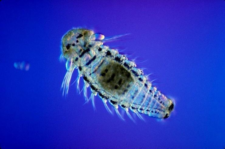 Ocean Acidification Is Destroying Plankton