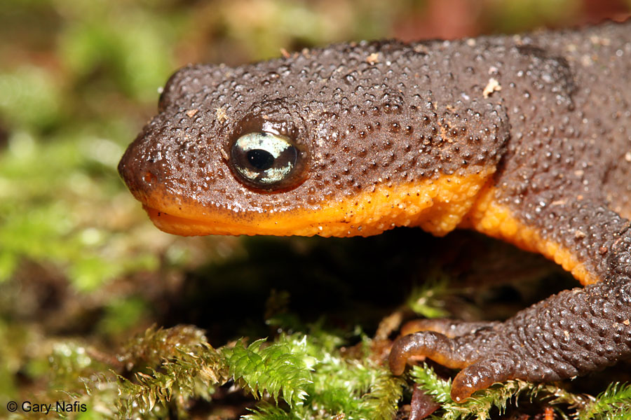 Ban on Salamander Imports
