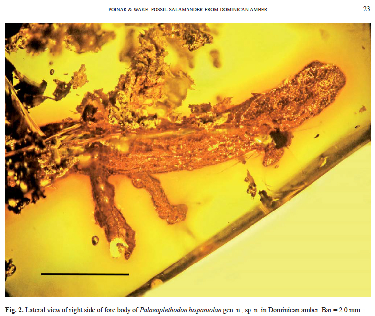 "first amber fossil of a salamander in the caribbean"