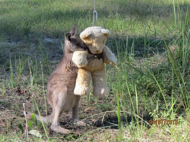 "kangaroo teddy bear heartwarming adorable joey"