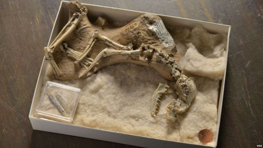 "Prehistoric dog fossil"