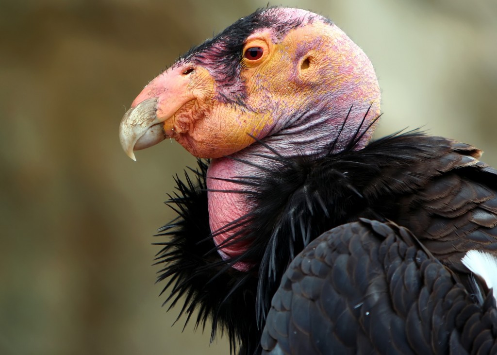 "california condor nests under watch"