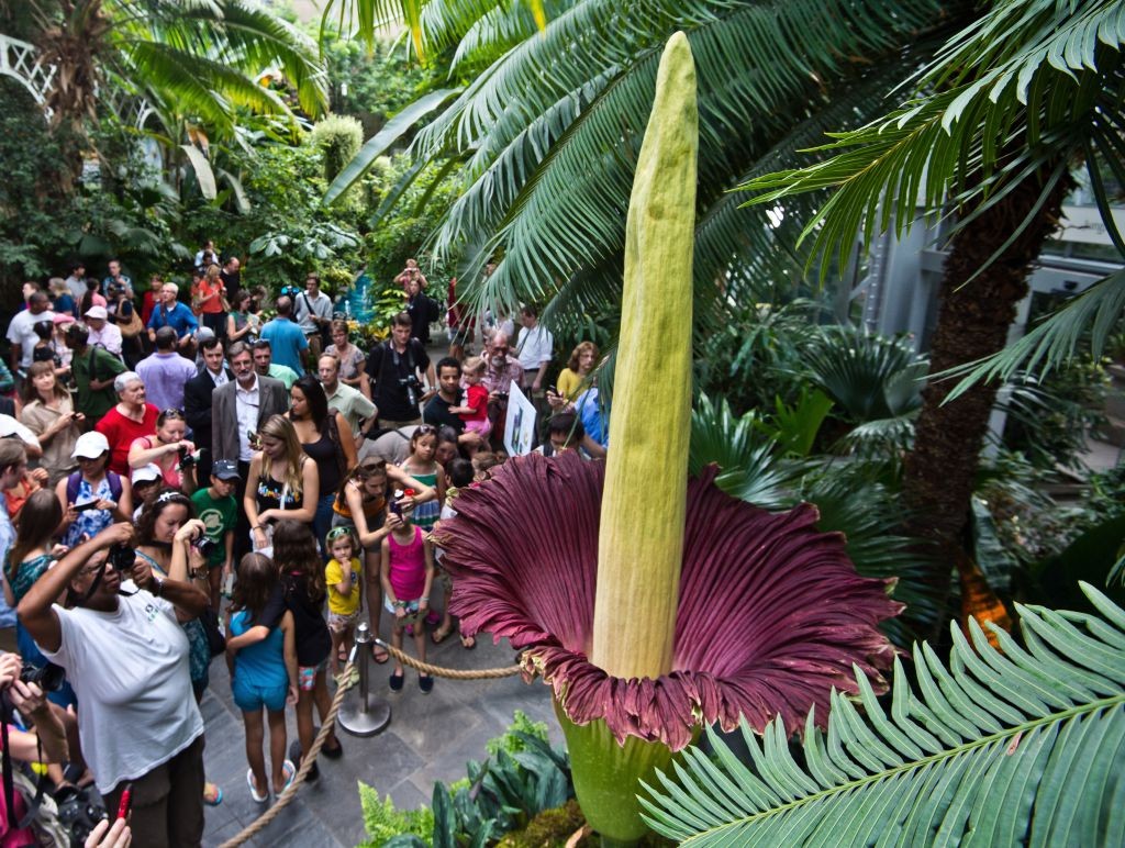 "corpse flower did not bloom and was cut"