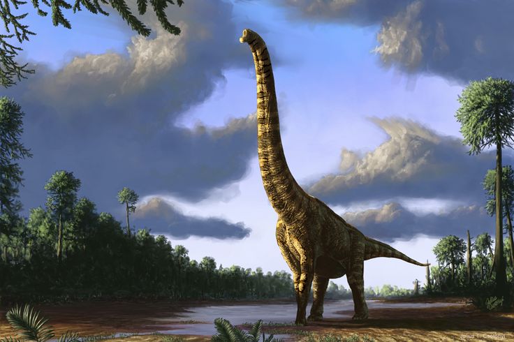 "sauropod footprints found in germany"
