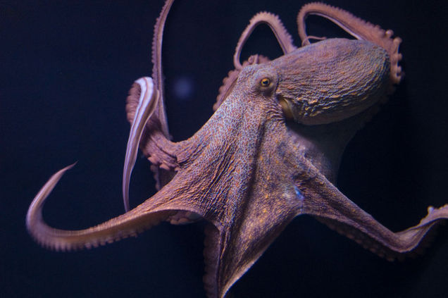 Genetic Secrets Of Octopi