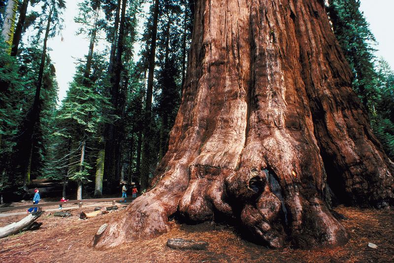 "Sequoia might face extinction"