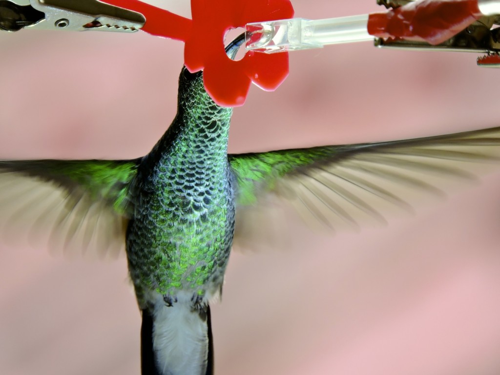 "humming birds work differently than previously thought"