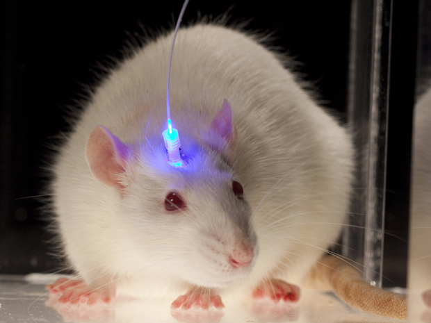 "optogenetics breakthrough in mice experimentation"