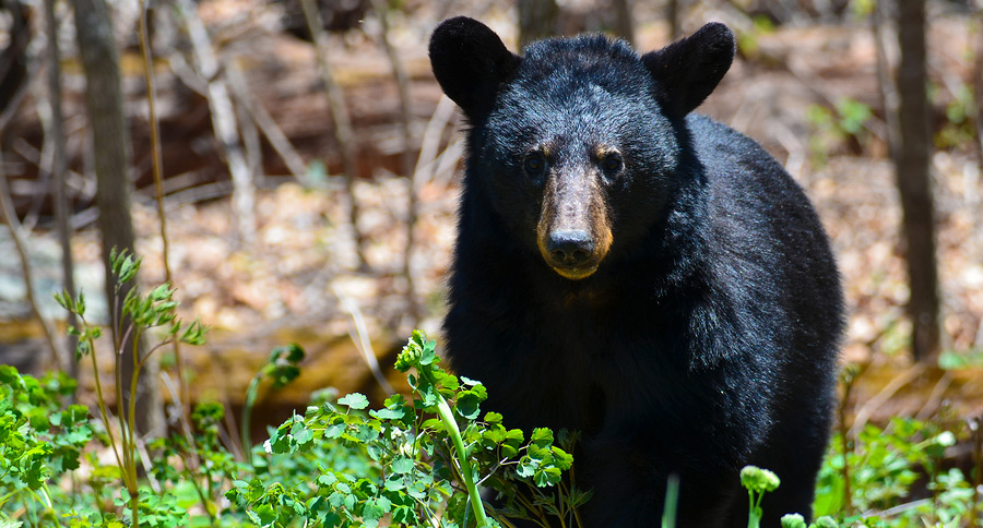 "black bear hunt in florida"