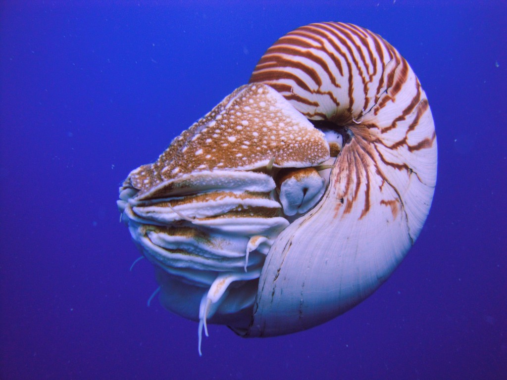 "Marine Biologists Post Video of the First Living Fossil: Nautilus"