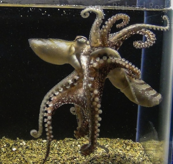 Octopus Species Is Surprisingly Sexual And Romantic