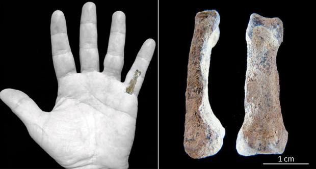 "2 million year old pinky found in tanzania"