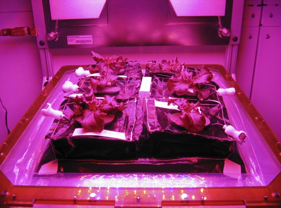 "lettuce grown in space astronauts scot kelly"
