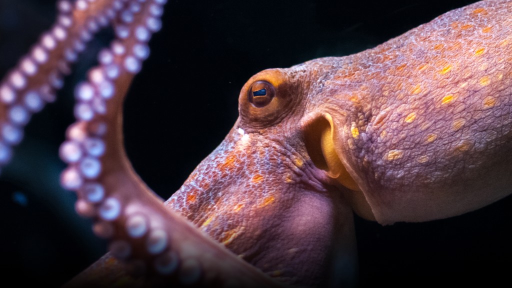 "octopus alien intelligence oceeans waters"