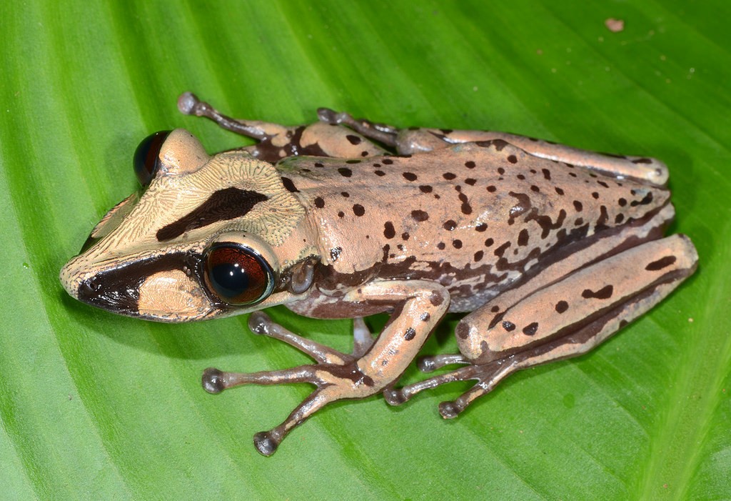 "venomous frogs discovered"