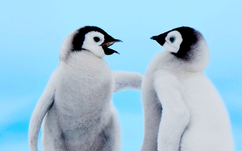 "penguins thrive global warmin antarctic melting"