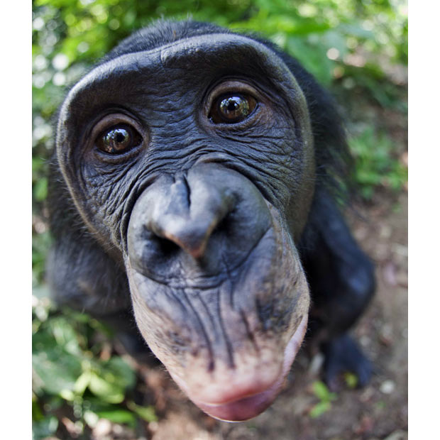 Bonobos Talk Like Babies
