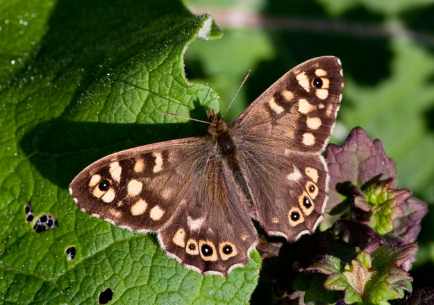 Butterflies Might Disappear By 2050
