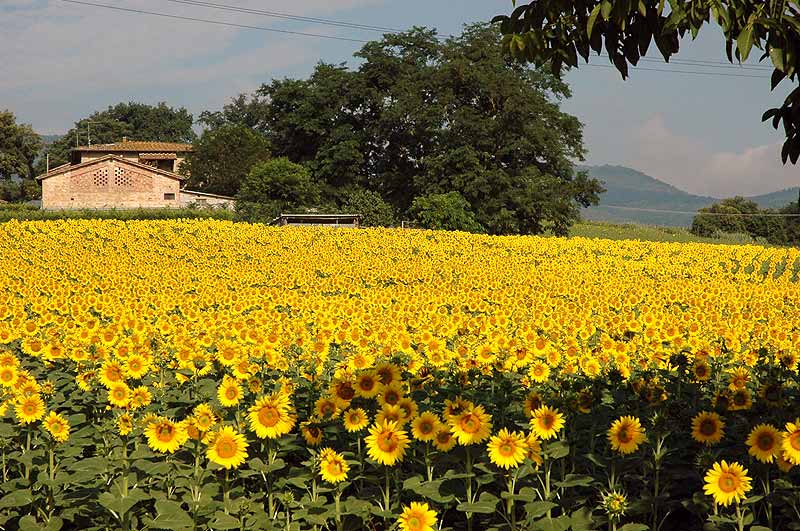 Perception of Color Changes with Seasons