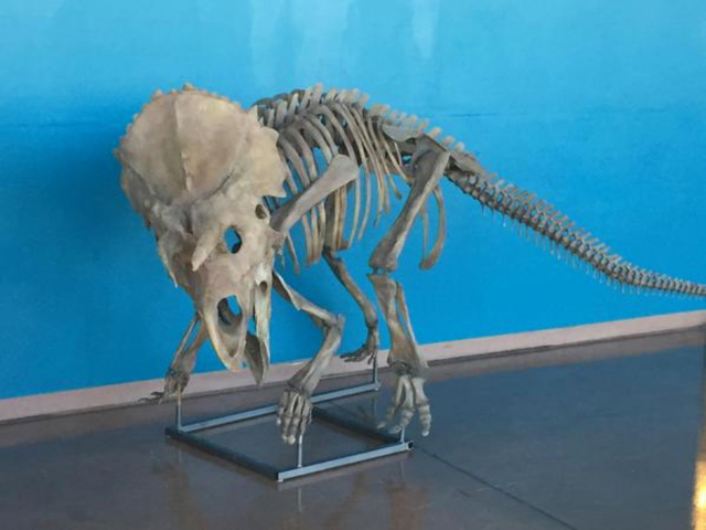 "new species of montana dinosaur put on display"